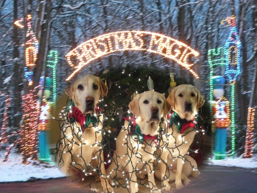 Dogs welcome at Christmas Magic