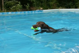 Pet Friendly events Baltimore