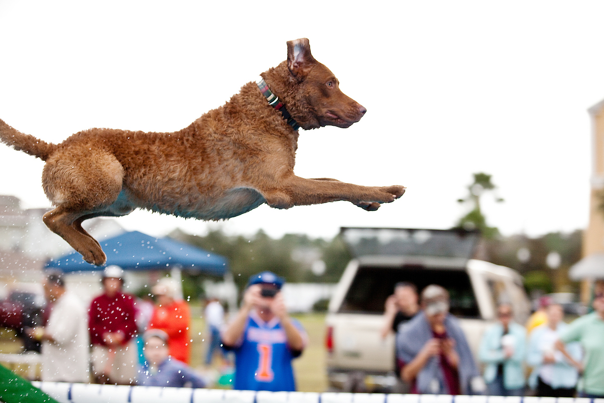 Dog competitions